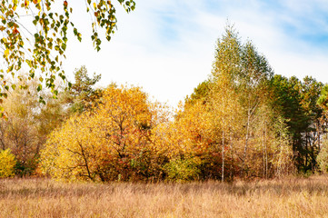 A view of the woods with various colorful trees illuminated by the warm sun in autumn. Kiev, Ukraine