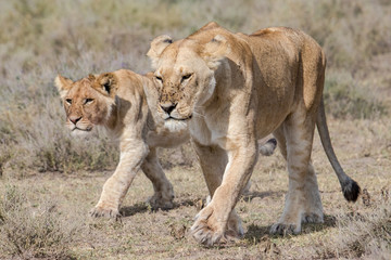 Fototapeta na wymiar two young lions walking