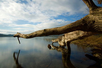 Lake Laacher See Eifel with dead trees protude in blue quiet water blue sky 