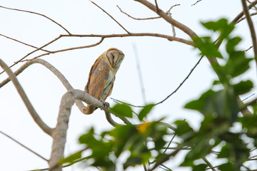 owl sleeping a tree on nature