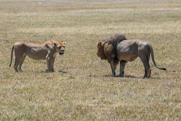 Fototapeta premium lion and lioness