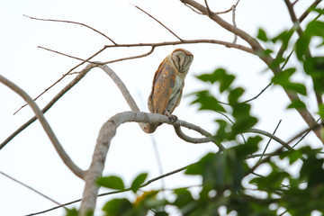 owl sleeping a tree on nature