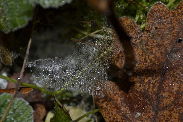 water on web