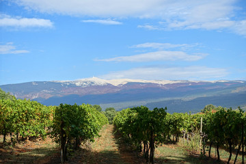 vignes sous le ventoux