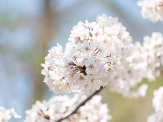 Cherry Blossom Close Up, Japan