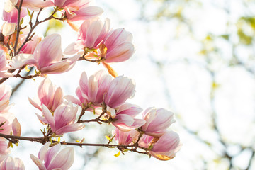 Spring background, blossoming Magnolia x soulangeana tree.