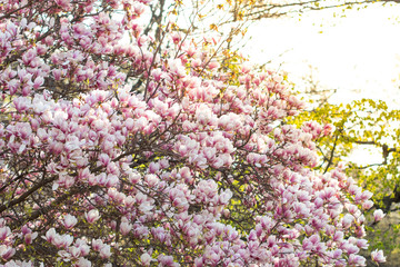 Fototapeta premium Spring background, blossoming Magnolia x soulangeana tree.