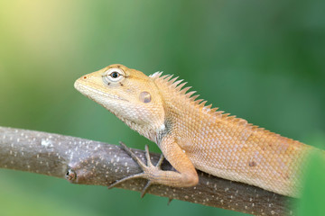 Close up brown thai chameleon on natural green background