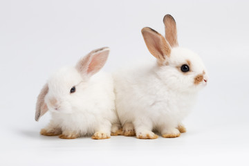 Little couple rabbit sitting on isolated white background at studio. It's small mammals in the family Leporidae of the order Lagomorpha. Animal studio portrait.