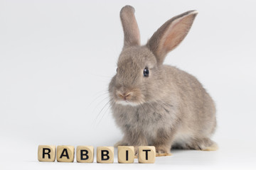 Little rabbit sitting with wooden box texture on isolated white background at studio. It's small mammals in the family Leporidae of the order Lagomorpha. Animal studio portrait.