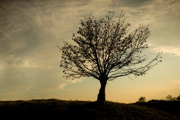 Silhouette of lone tree on the field