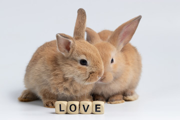 Little brown rabbit sitting with wooden box texture on isolated white background at studio. It's small mammals in the family Leporidae of the order Lagomorpha. Animal studio portrait. © krumanop