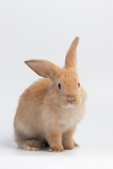 Little brown rabbit sitting on isolated white background at studio. It's small mammals in the family Leporidae of the order Lagomorpha. Animal studio portrait.