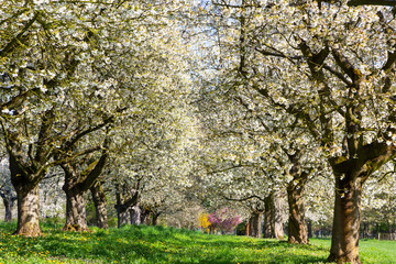 Kirschblüte - Cherry Blossom. Wiesbaden-Frauenstein. 19.04.2019.