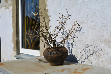 tree in a pot