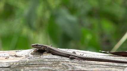 Lizard sitting on wood, green blurry background