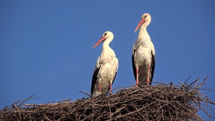 Couple of storks in their nest