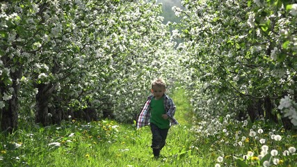 Naklejka na ściany i meble Lovely little boy in nature, running to, blossom orchard, happiness, joy and hurry