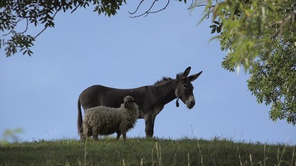Donkey and sheep friendship, animals on green hill