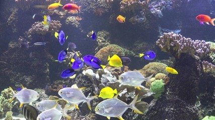 Colorful underwater diversity of the coral reef with many exotic fish