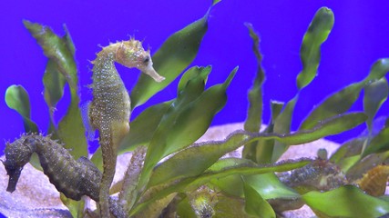 Couple of seahorses, one seahorse break away and swim alone in blue sea © MEDIAIMAG