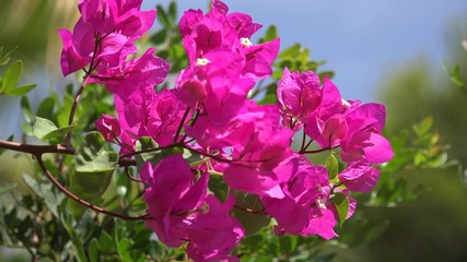 Bougainvillea flowers in mediterranean coast