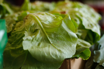 Fresh green lettuce
