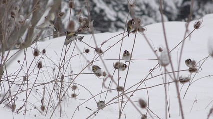 Little colorful european goldfinch birds (Carduelis) looking for seeds on teasel thistle (Dipsacus)...