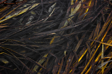 spring grass texture