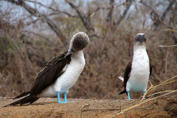Blaufußtölpel - Galapagos