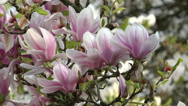 Close up macro detail of magnolia pink flowers