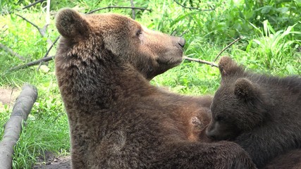 Portrait of mother bear feeding cub bear, lovely wistful baby nursing, natural love, all the food is mine, funny baby, dangerous mammal and parental gentle love