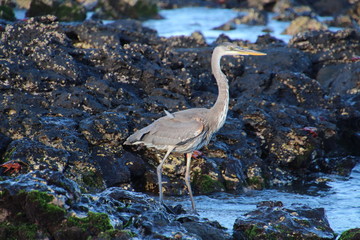 Graureiher-Galapagos 