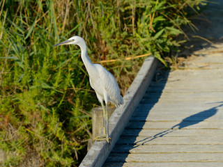Little egret on a wooden walkway (Egretta garzetta) in the Camargue is a natural region located...
