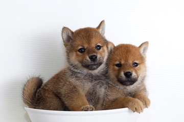 寄り添う柴犬の仔犬