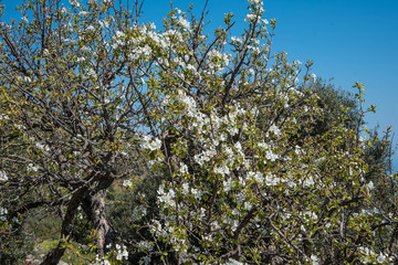wild blackberry plantation