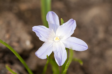light blue snowdrop spring flower closeup view on dark ground background