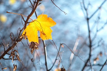 It is getting cold - Autumn Leaf