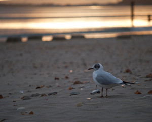 Seagull at the beach in the evening