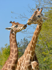 Closeup of two giraffes (Giraffa camelopardalis) with a twig