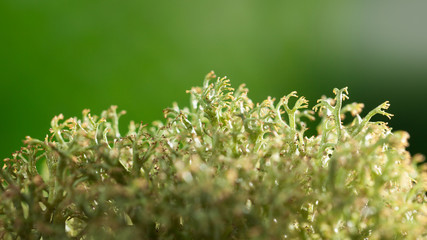 Lichen macro