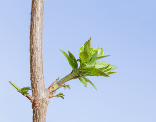First leaves on tree at spring