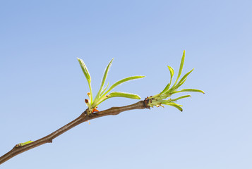 Pear tree first spring foliage