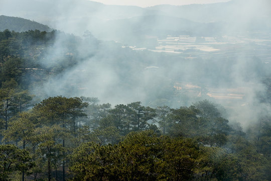 Wildfire, Smoke Filled Sky Above Forest. Concept: Warming, Climate Change