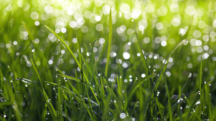 Water drops and bokeh on grass