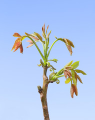 Early spring foliage of walnut