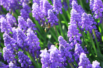 Fototapeta premium Grape hyacinth field 