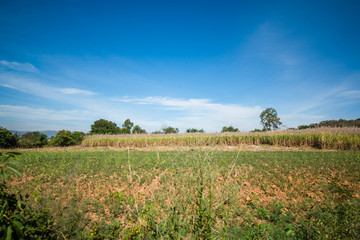 Red Mountain Winery in Inle Lake, Myanmar.