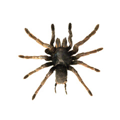 Spider isolated white background