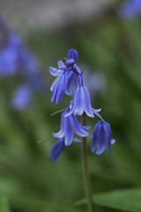 Spanish bluebell